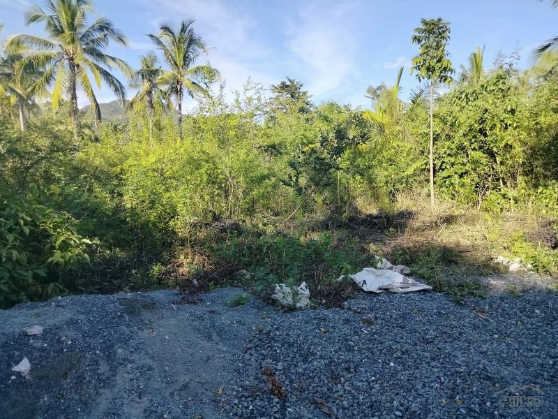 Agricultural Lot for sale in Anda - image 2