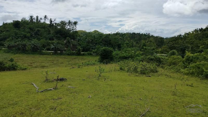 Agricultural Lot for sale in Sagbayan - image 2
