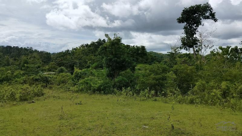 Agricultural Lot for sale in Sagbayan - image 3