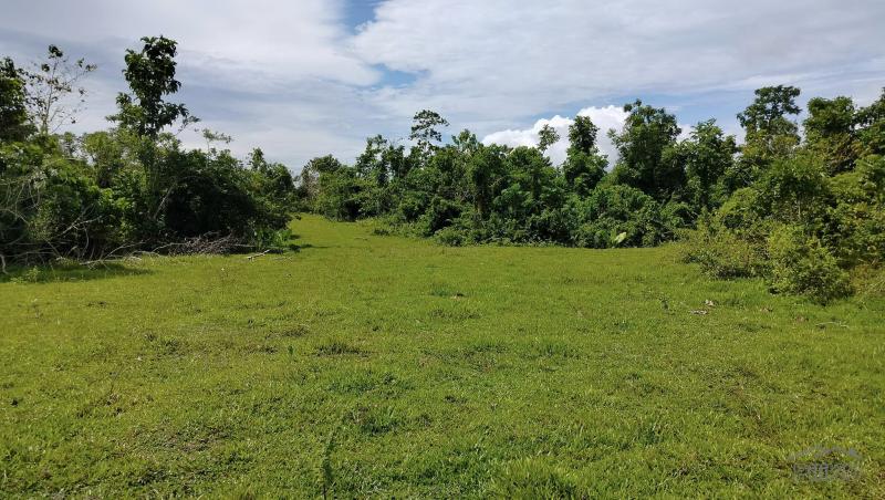 Agricultural Lot for sale in Sagbayan in Bohol