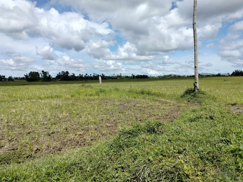 Agricultural Lot for sale in Pilar in Bohol