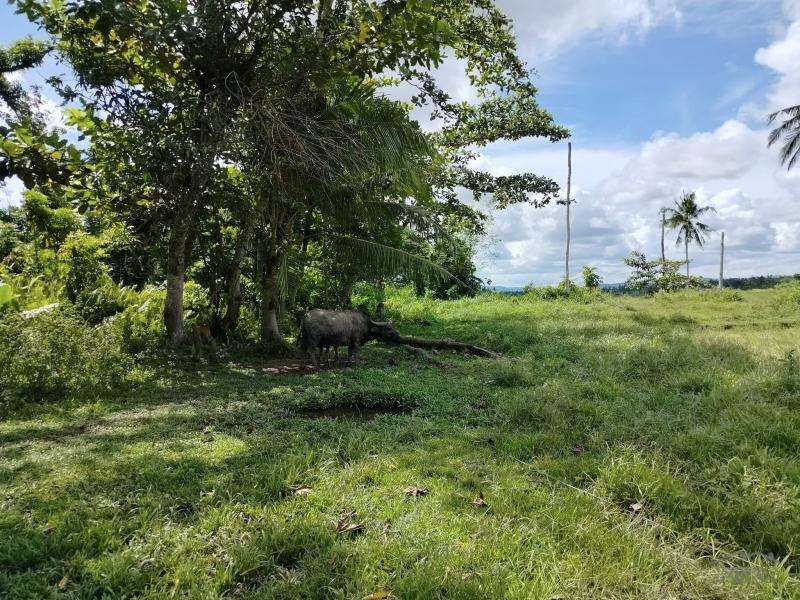 Picture of Agricultural Lot for sale in Pilar in Bohol