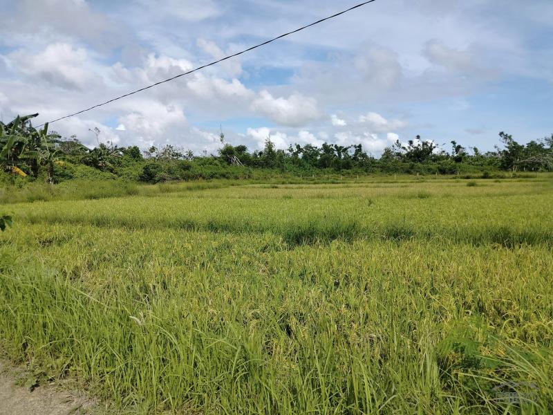 Picture of Agricultural Lot for sale in Ubay