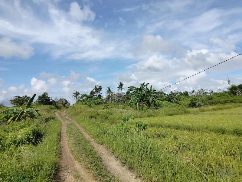 Agricultural Lot for sale in Ubay - image 2