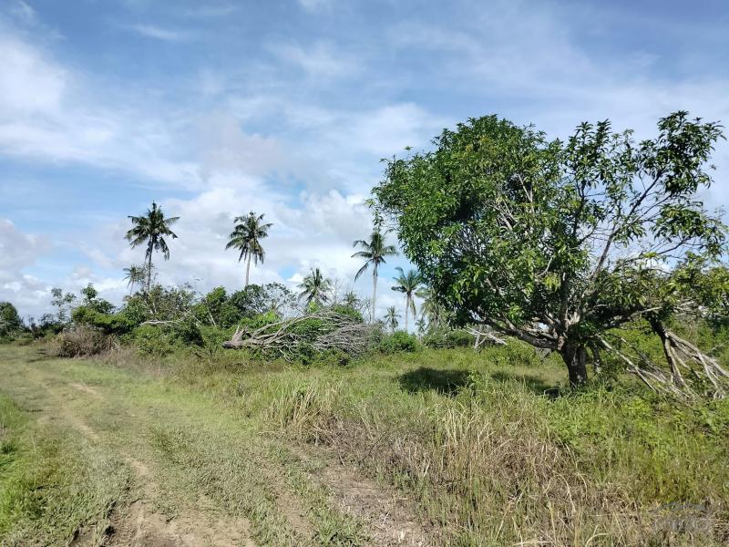 Agricultural Lot for sale in Ubay - image 4