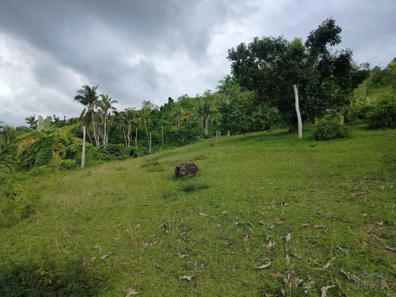 Agricultural Lot for sale in Clarin