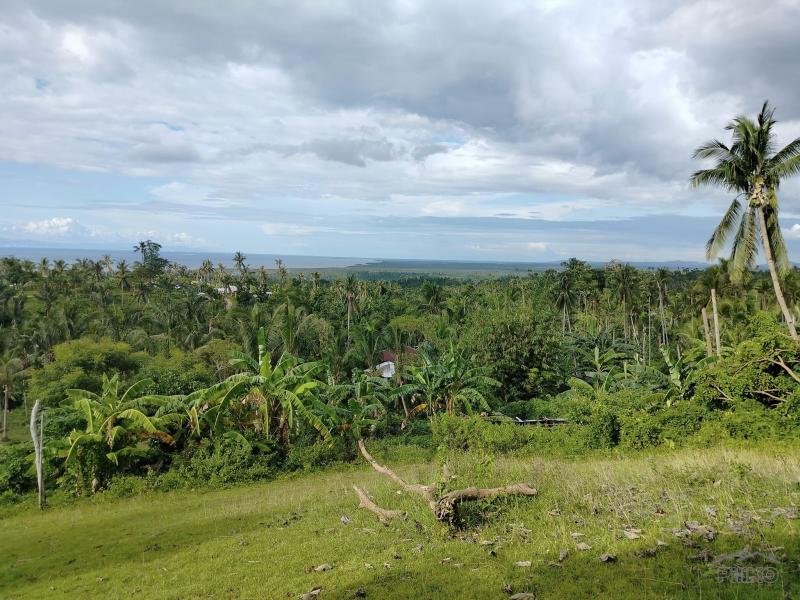 Agricultural Lot for sale in Clarin in Bohol