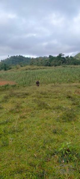 Picture of Agricultural Lot for sale in Dagohoy