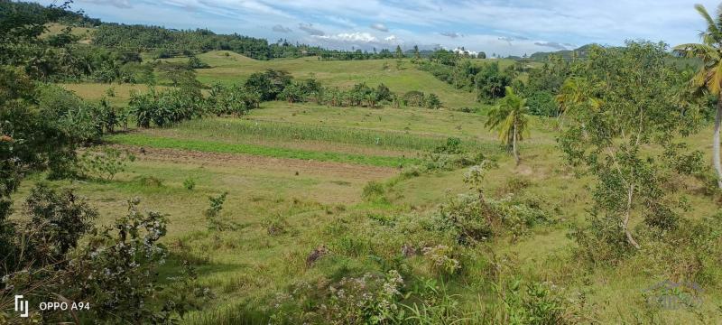 Agricultural Lot for sale in Tabogon - image 4