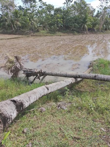 Agricultural Lot for sale in Trinidad - image 2