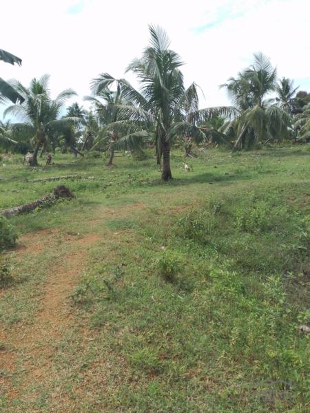 Agricultural Lot for sale in Trinidad in Bohol