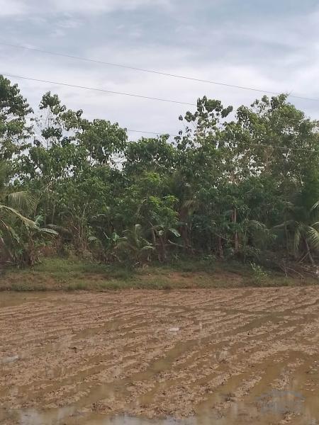 Agricultural Lot for sale in Trinidad - image 6