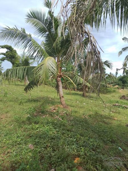 Agricultural Lot for sale in Trinidad in Bohol - image