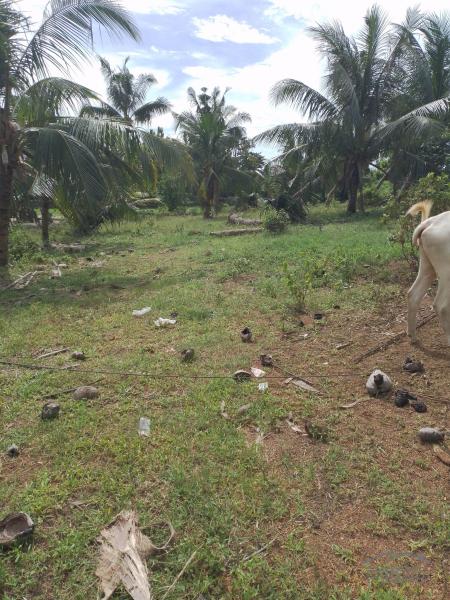 Agricultural Lot for sale in Trinidad - image 9