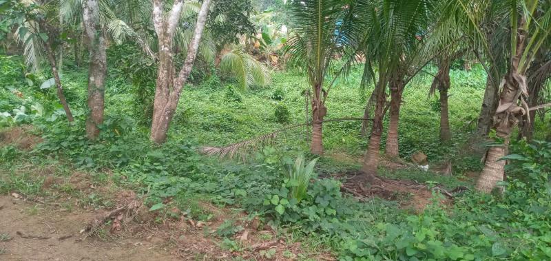 Agricultural Lot for sale in Danao