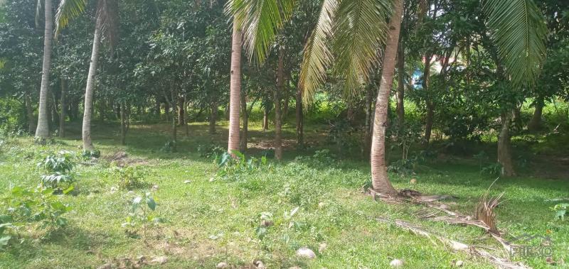 Picture of Agricultural Lot for sale in Danao in Cebu