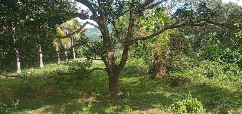 Agricultural Lot for sale in Danao - image 6