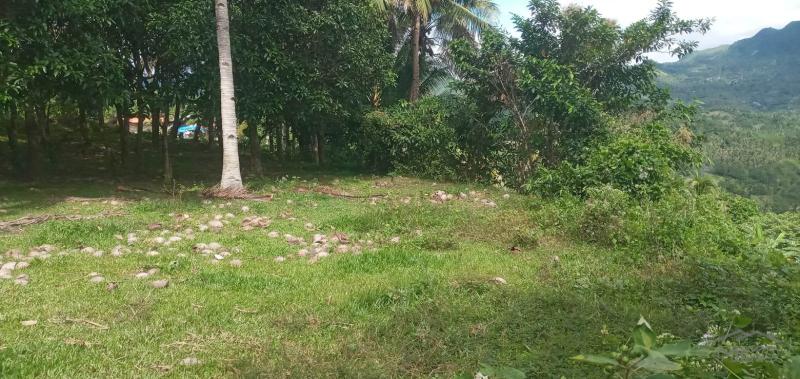 Agricultural Lot for sale in Danao - image 7