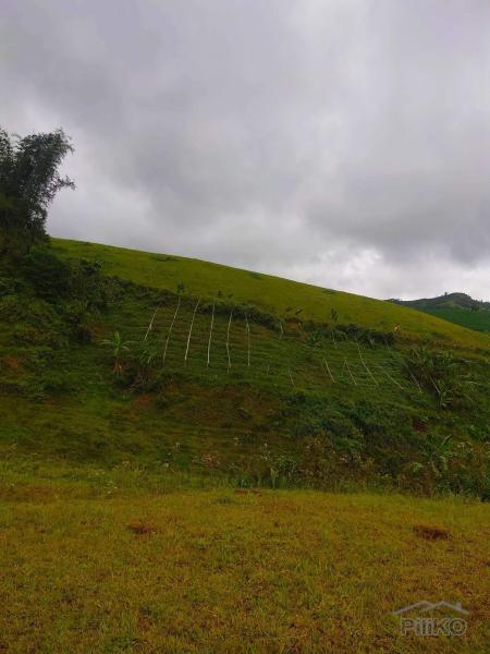 Agricultural Lot for sale in Cebu City - image 10