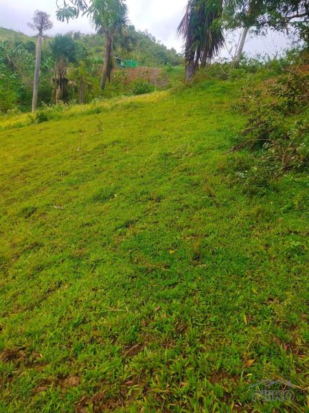 Agricultural Lot for sale in Cebu City - image 4