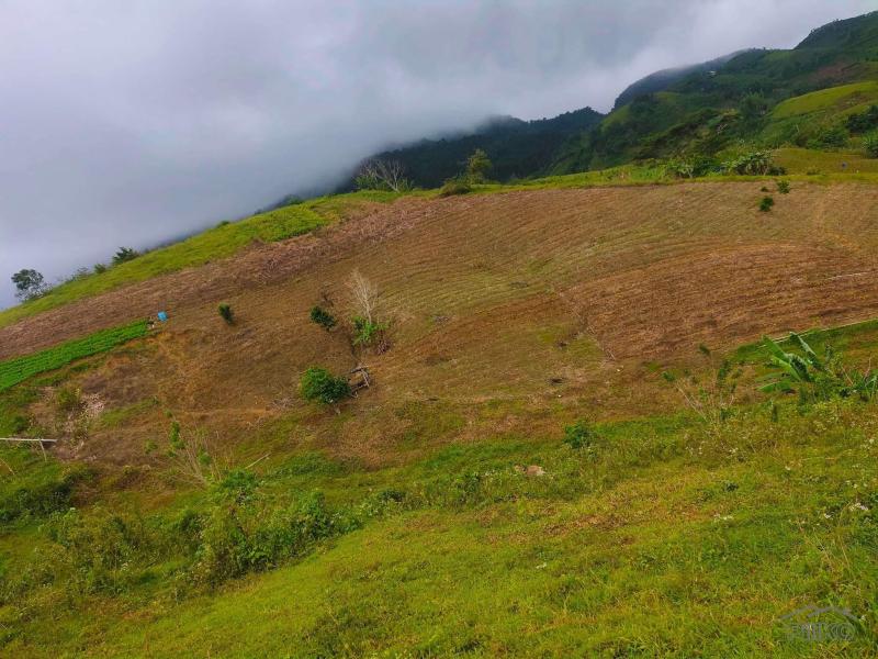Agricultural Lot for sale in Cebu City - image 6