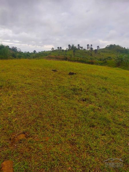 Agricultural Lot for sale in Cebu City - image 8