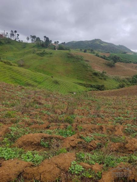 Agricultural Lot for sale in Cebu City - image 9