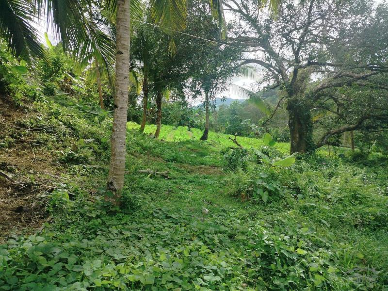 Agricultural Lot for sale in Cebu City - image 3