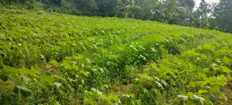 Agricultural Lot for sale in Cebu City in Philippines