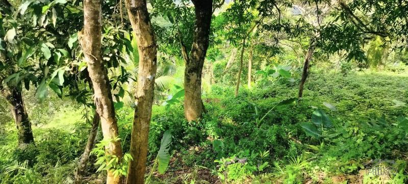 Agricultural Lot for sale in Cebu City - image 6