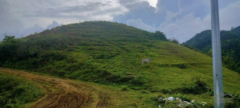 Agricultural Lot for sale in Cebu City - image 2