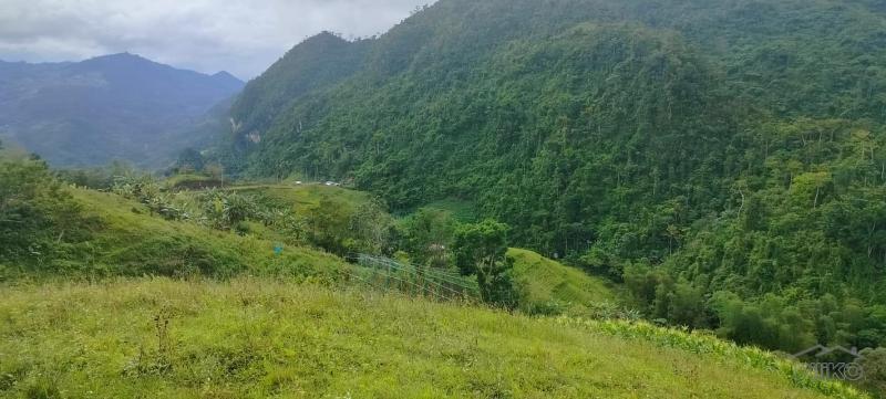 Agricultural Lot for sale in Cebu City - image 5