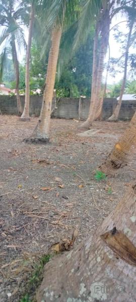 Residential Lot for sale in Jagna - image 8