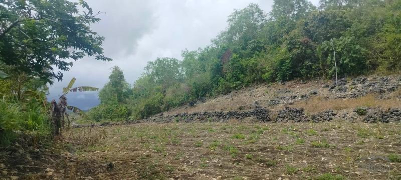 Agricultural Lot for sale in San Remigio - image 11