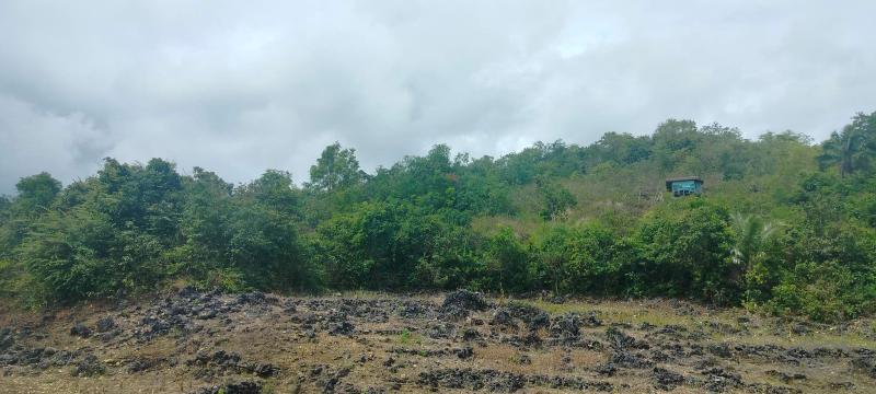 Agricultural Lot for sale in San Remigio - image 7