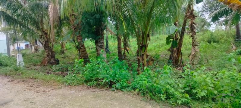 Agricultural Lot for sale in San Remigio - image 4