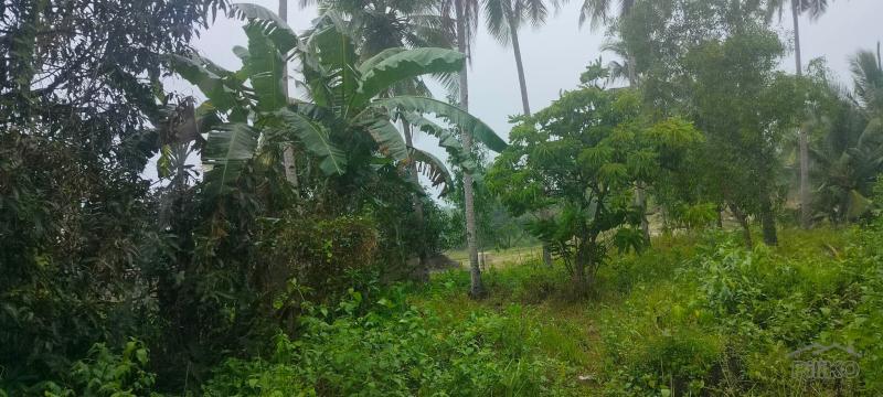 Agricultural Lot for sale in San Remigio - image 5