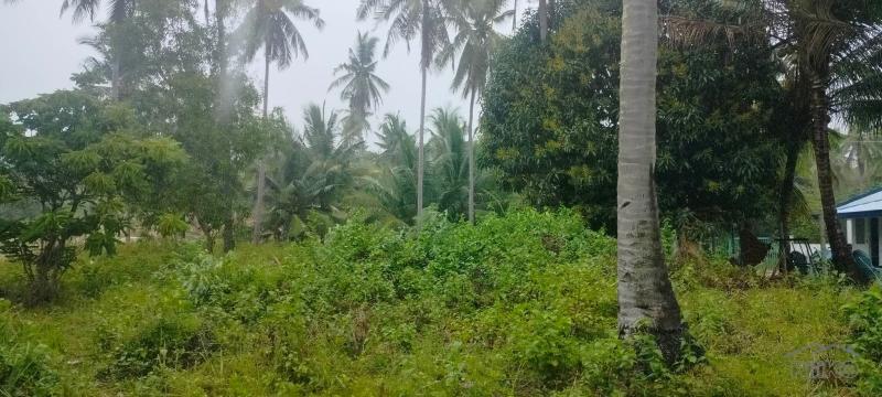 Picture of Agricultural Lot for sale in San Remigio in Philippines