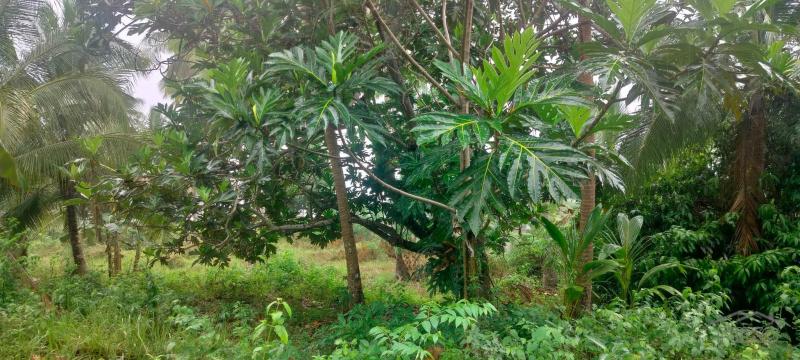 Agricultural Lot for sale in San Remigio in Philippines - image