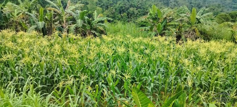 Picture of Agricultural Lot for sale in Cebu City in Philippines