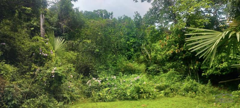 Agricultural Lot for sale in Cebu City - image 12