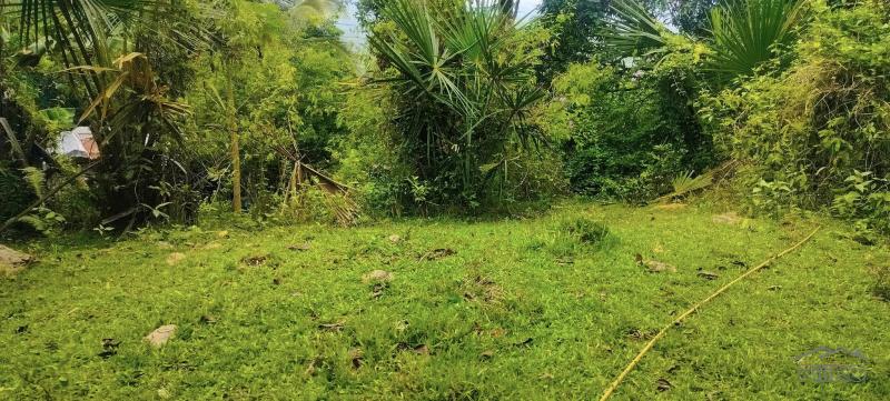 Agricultural Lot for sale in Cebu City - image 13