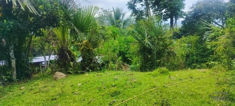 Agricultural Lot for sale in Cebu City - image 14