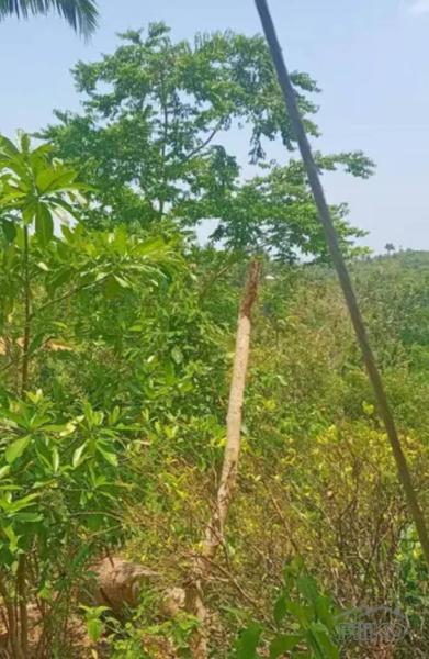 Picture of Agricultural Lot for sale in Pinamungajan in Cebu