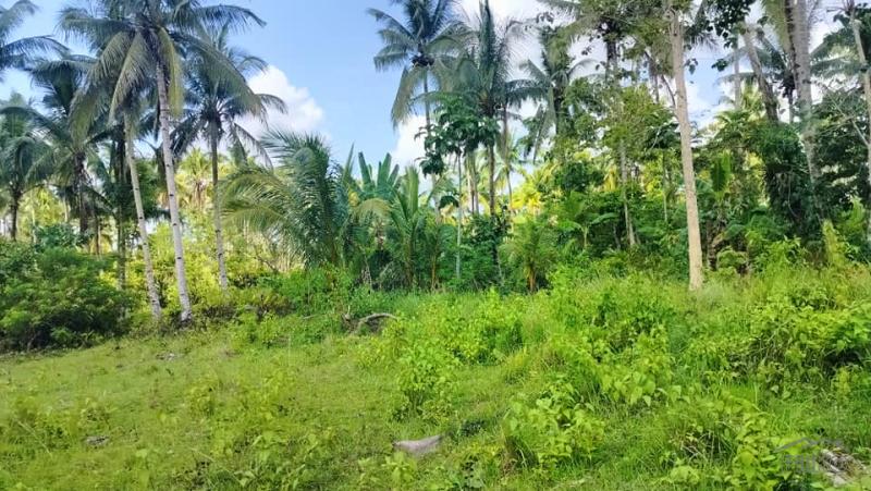 Agricultural Lot for sale in Tubigon in Bohol