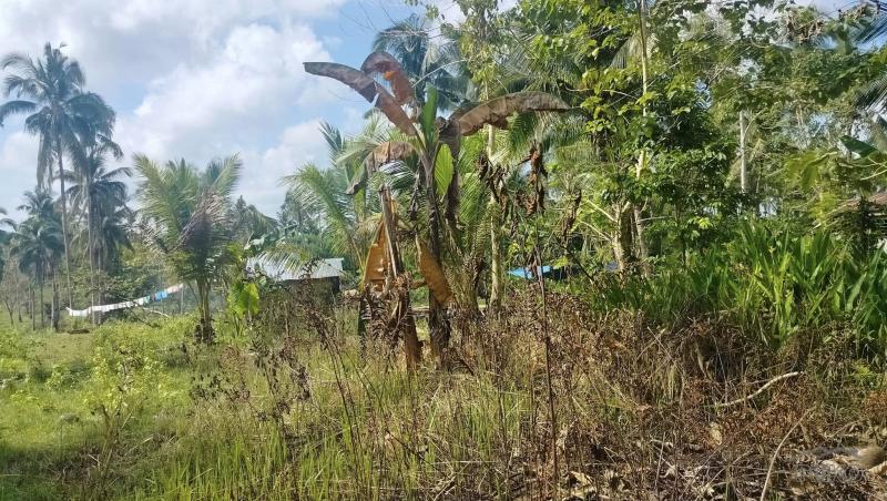 Agricultural Lot for sale in Tubigon in Philippines