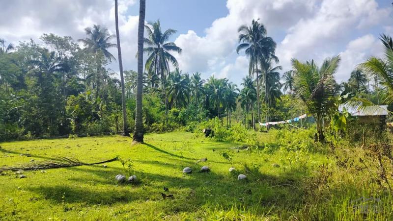 Agricultural Lot for sale in Tubigon - image 5