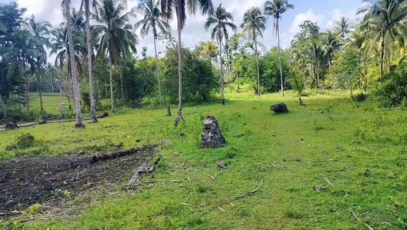 Picture of Agricultural Lot for sale in Tubigon in Philippines