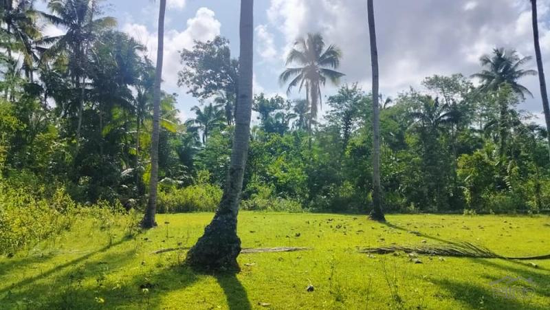 Agricultural Lot for sale in Tubigon in Bohol - image