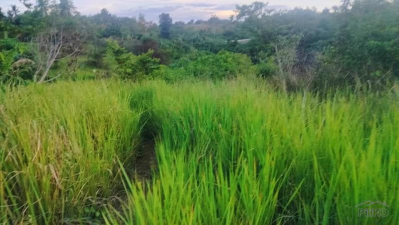 Agricultural Lot for sale in Talibon in Philippines